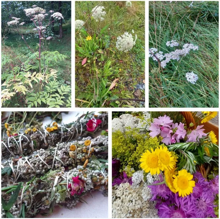 Kräuter Workshop „Sommerkräuter & Doldenblütler“